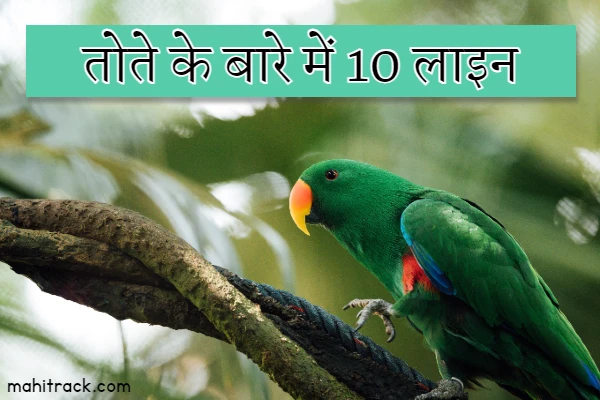 10 Lines on Parrot in Hindi – तोते पर 10 वाक्य